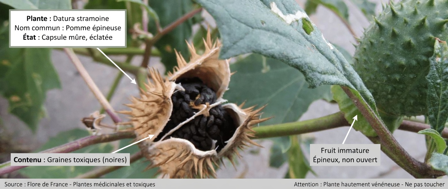 Le genre Datura : 12 raisons glaçantes pour lesquelles cette « trompette des anges » est à un doigt du désastre