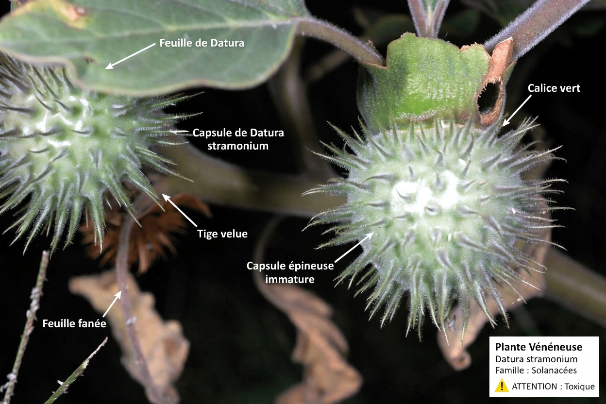 Le genre Datura : 12 raisons glaçantes pour lesquelles cette « trompette des anges » est à un doigt du désastre