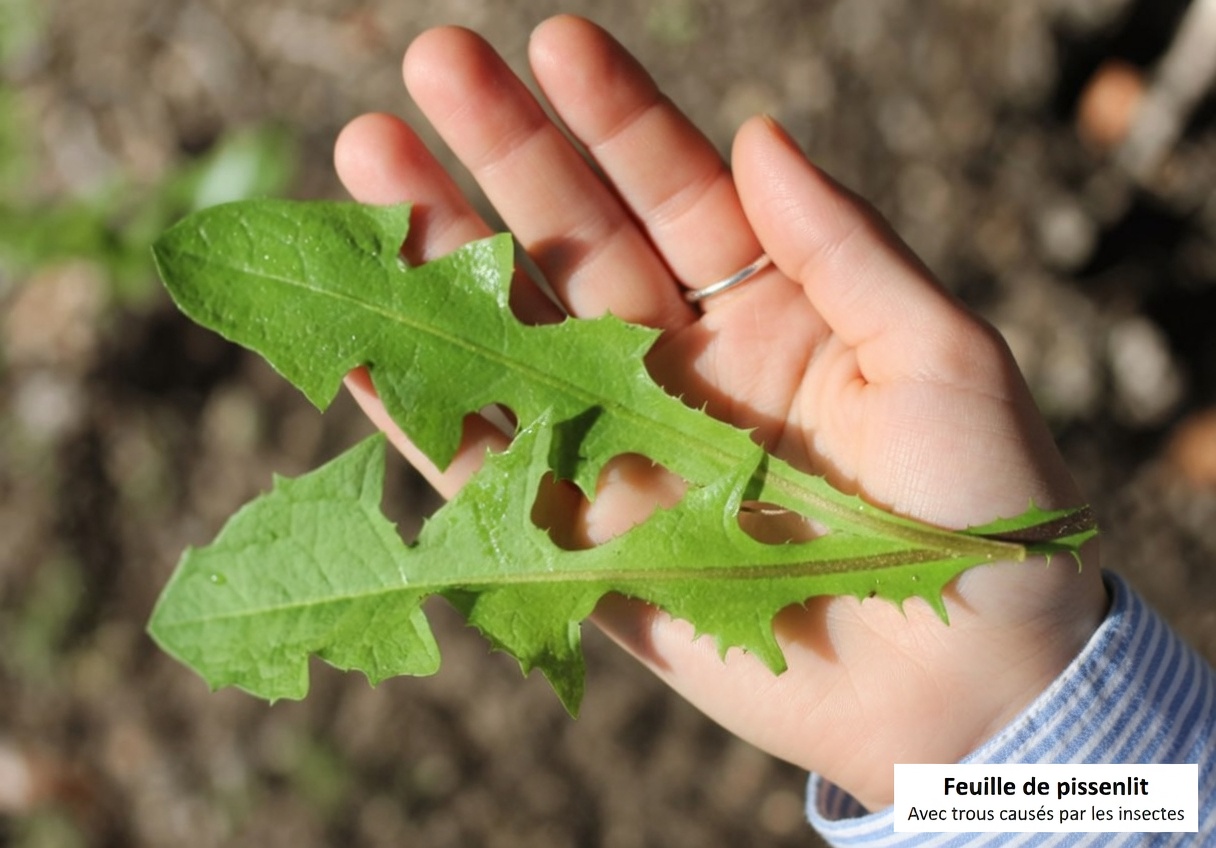 La feuille anticancer que les médecins ignorent : le trésor caché de Barbara O’Neill