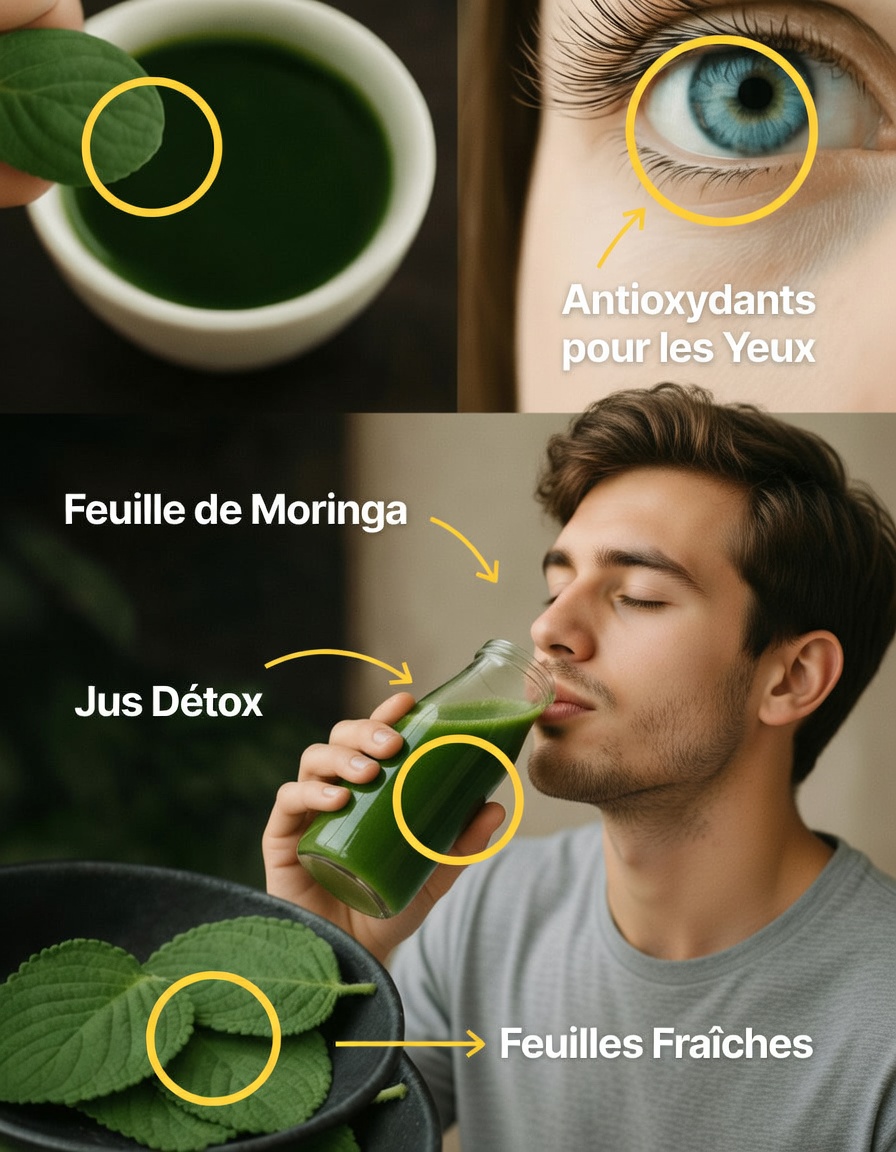 Découvrez 10 façons quotidiennes d’utiliser l’origan en cuisine pour soutenir naturellement la santé de votre vision