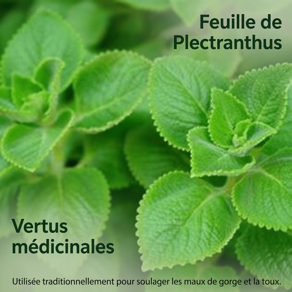 Découvrez 10 façons quotidiennes d’utiliser l’origan en cuisine pour soutenir naturellement la santé de votre vision