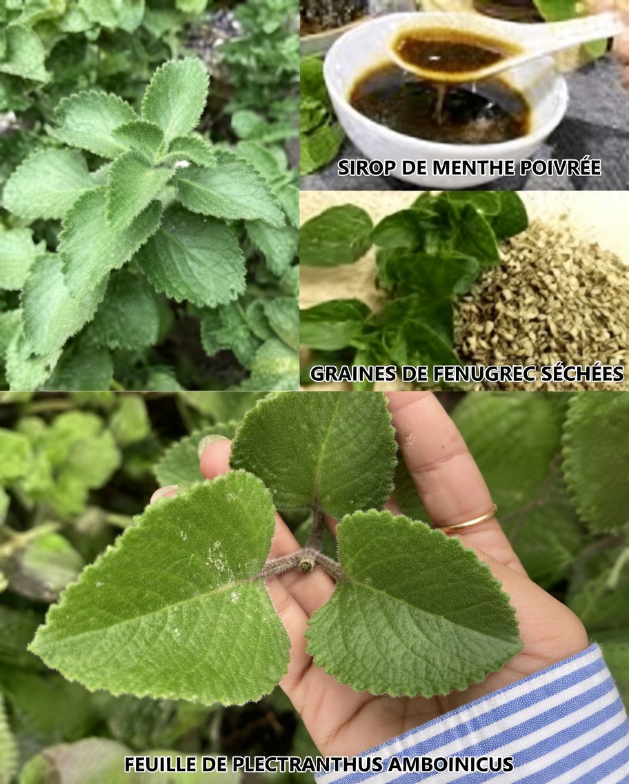 Découvrez 10 façons quotidiennes d’utiliser l’origan en cuisine pour soutenir naturellement la santé de votre vision