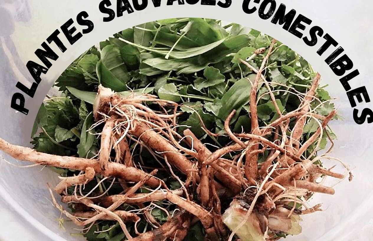 Pourquoi la racine de chardon mérite une place dans votre routine : le secret pour la santé du foie, prouvé par la science