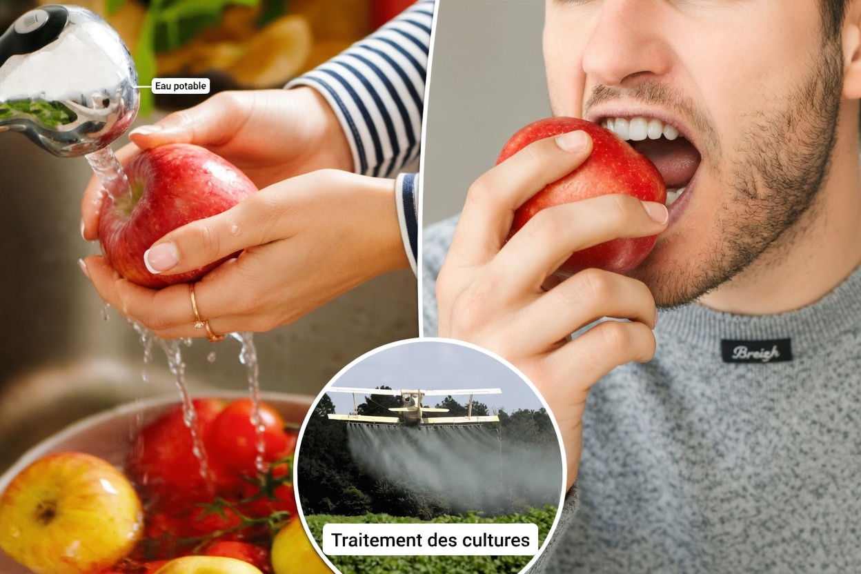 ALERTE ! Ne refaites jamais ces 9 erreurs quand vous mangez des pommes – transformez votre santé du jour au lendemain !