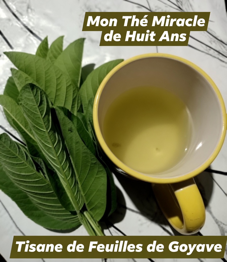 Infusion de feuilles de goyavier : la boisson herboriste du quotidien qui pourrait favoriser la digestion, l’équilibre de la glycémie et la santé du cœur