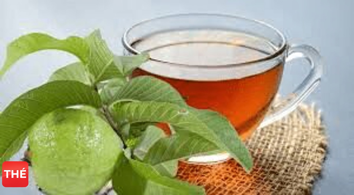 Infusion de feuilles de goyavier : la boisson herboriste du quotidien qui pourrait favoriser la digestion, l’équilibre de la glycémie et la santé du cœur