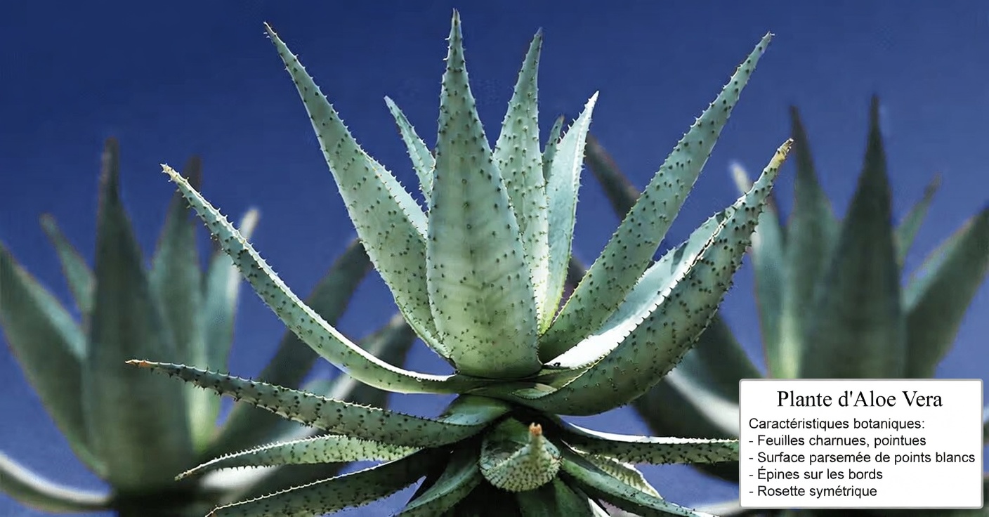 À quoi sert l’aloe vera ? Découvrez des façons sûres et quotidiennes de profiter de cette plante populaire