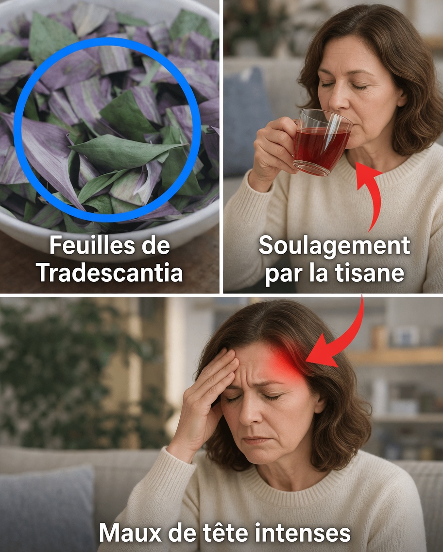 Comment préparer une tisane de Tradescantia spathacea à la maison : un guide simple de la recette traditionnelle de cette plante colorée