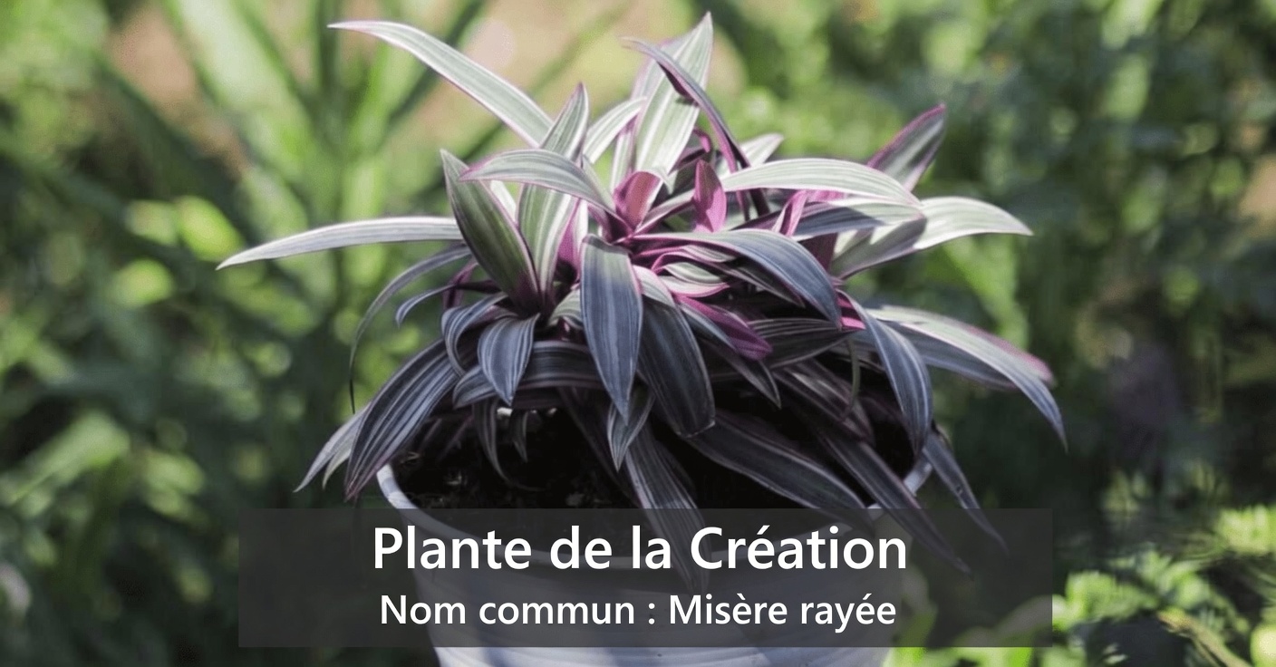 Comment préparer une tisane de Tradescantia spathacea à la maison : un guide simple de la recette traditionnelle de cette plante colorée