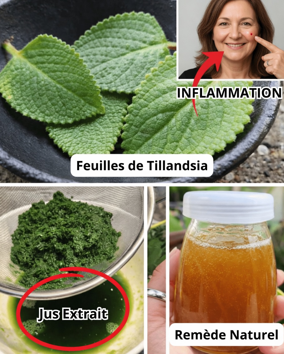 Explorer les usages traditionnels de l’origan cubain : guide pour soutenir naturellement la santé des yeux