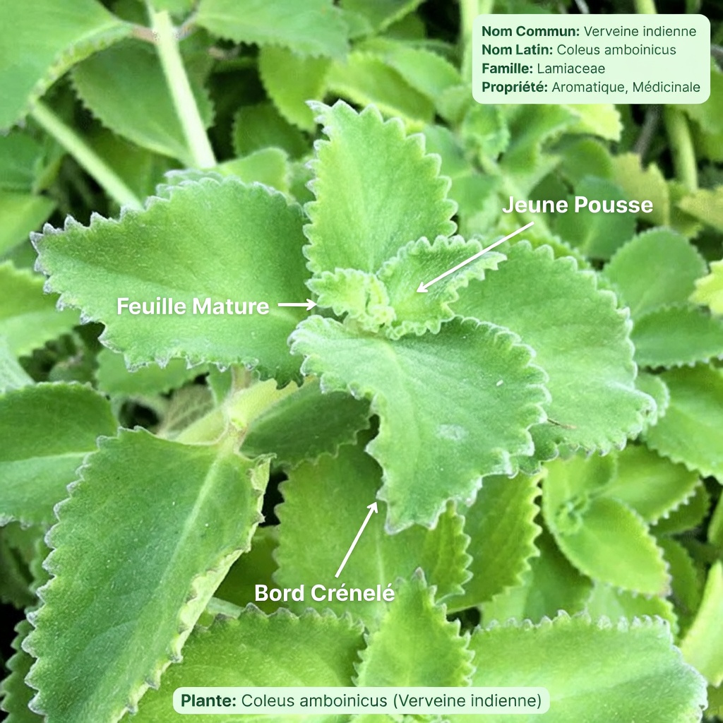 Explorer les usages traditionnels de l’origan cubain : guide pour soutenir naturellement la santé des yeux