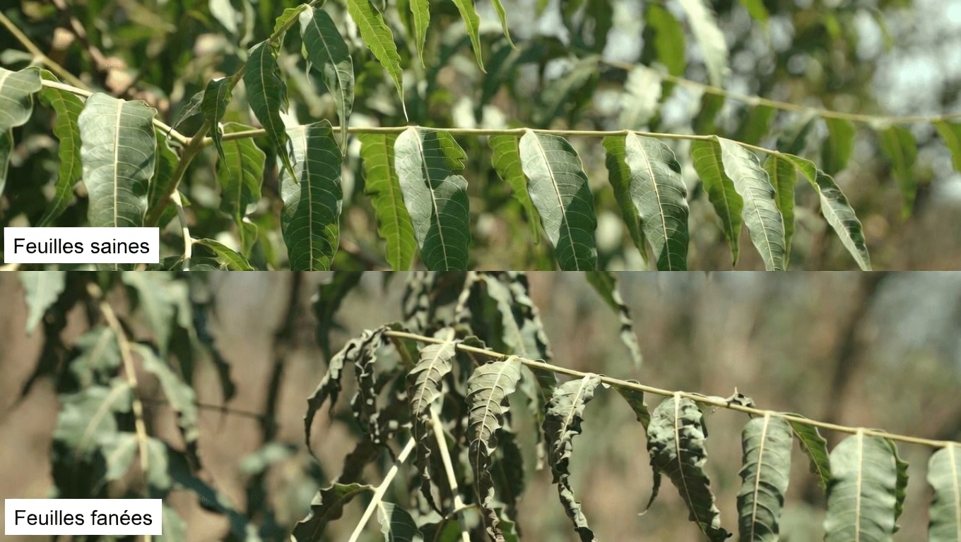 Découvrez comment les feuilles de neem peuvent aider à la gestion de la glycémie, de la tension artérielle, de la douleur, du cholestérol et de la circulation