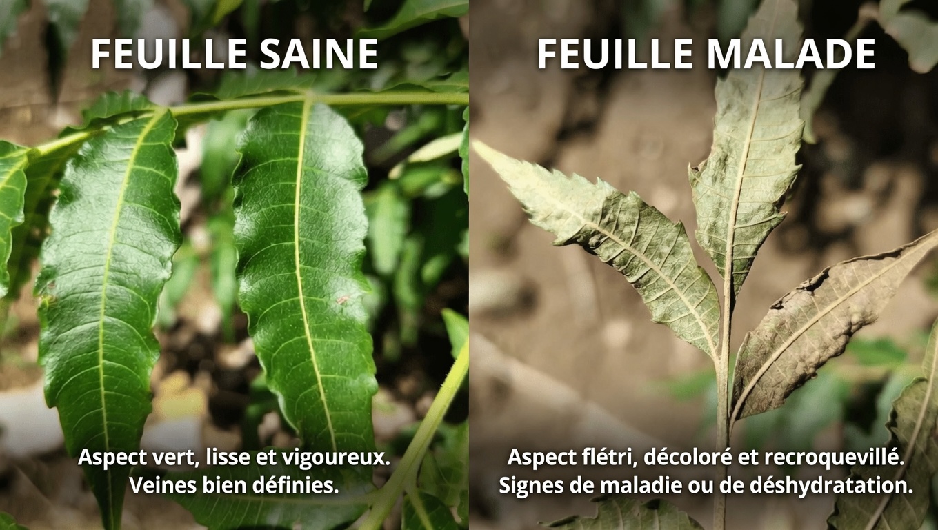 Découvrez comment les feuilles de neem peuvent aider à la gestion de la glycémie, de la tension artérielle, de la douleur, du cholestérol et de la circulation
