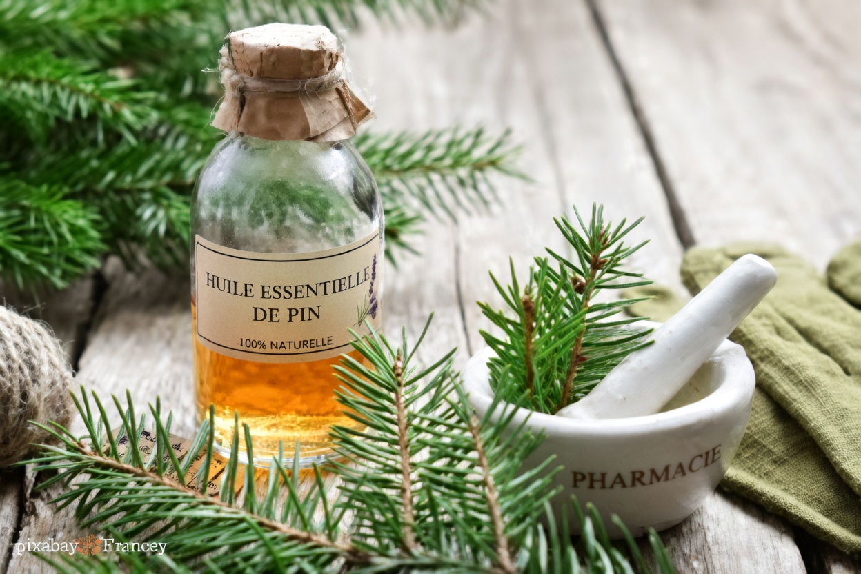 Le pouvoir des aiguilles de pin : 30 bienfaits et utilisations maison