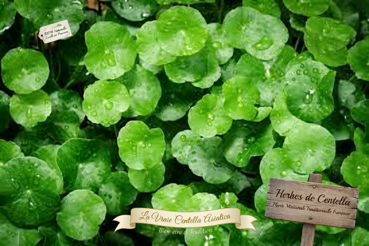 Découvrez les 5 meilleurs légumes qui peuvent naturellement favoriser un taux de créatinine sain et une meilleure fonction rénale (DFG)