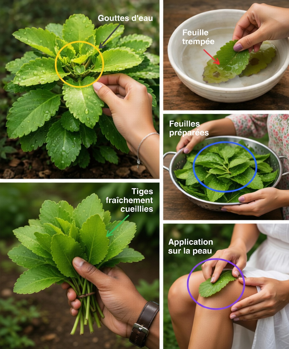 Feuille de vie – La plante médicinale qui pousse dans votre jardin et que Big Pharma prie pour que vous ne remarquiez jamais