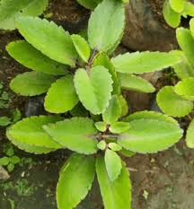 Feuille de vie – La plante médicinale qui pousse dans votre jardin et que Big Pharma prie pour que vous ne remarquiez jamais