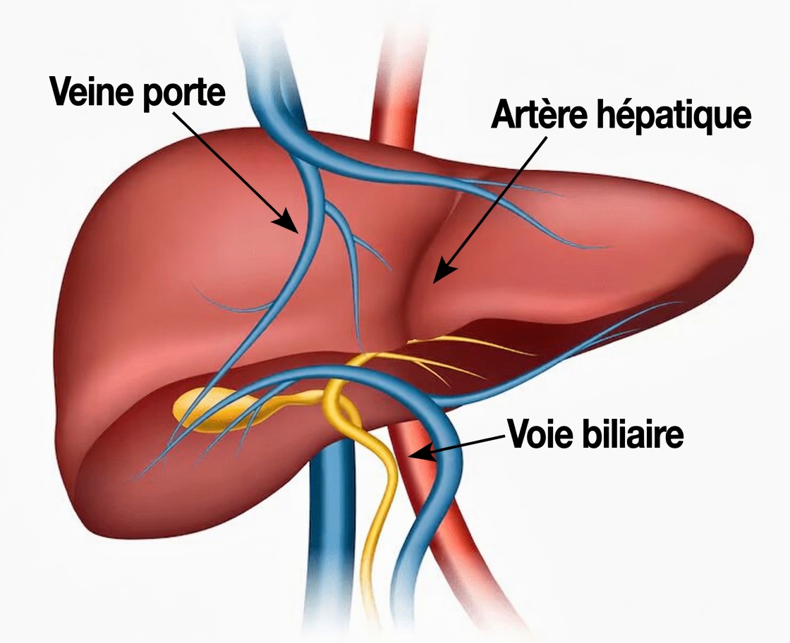 Combien de temps faut-il à votre foie pour redevenir normal après avoir bu ? Principales étapes temporelles
