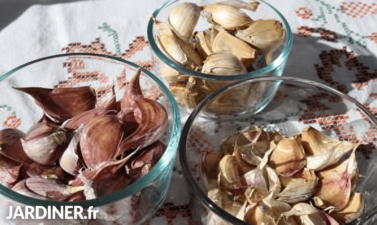 Les oignons : une solution naturelle pour se débarrasser des nuisibles