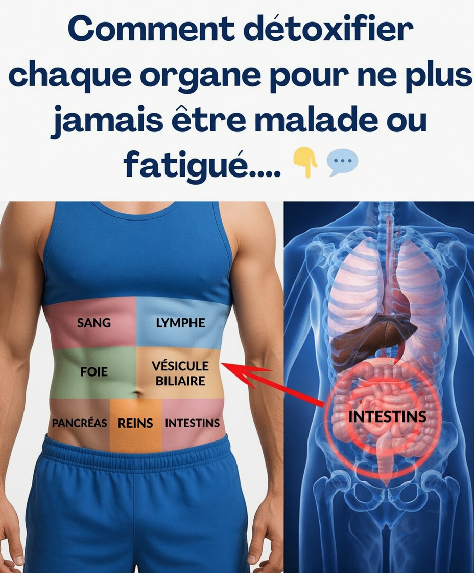 Comment détoxifier chaque organe pour réinitialiser votre organisme