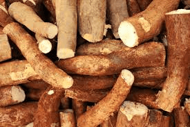 Des médecins révèlent que la consommation de manioc pose des problèmes de santé : ce qu’il faut savoir avant de manger cette racine populaire
