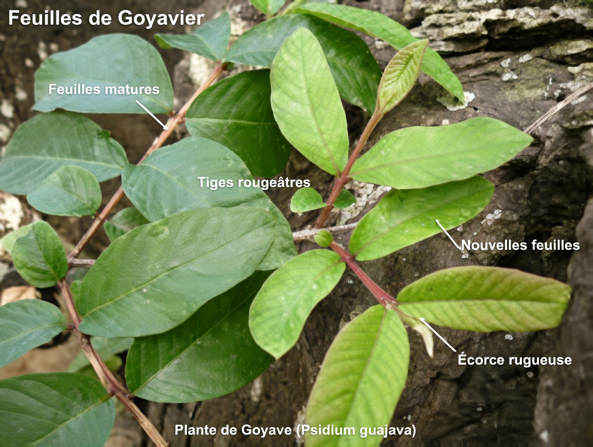 Les 4 feuilles puissantes qui peuvent aider le diabète, la prévention du cancer, le foie gras, la mauvaise circulation et l’hypertension artérielle