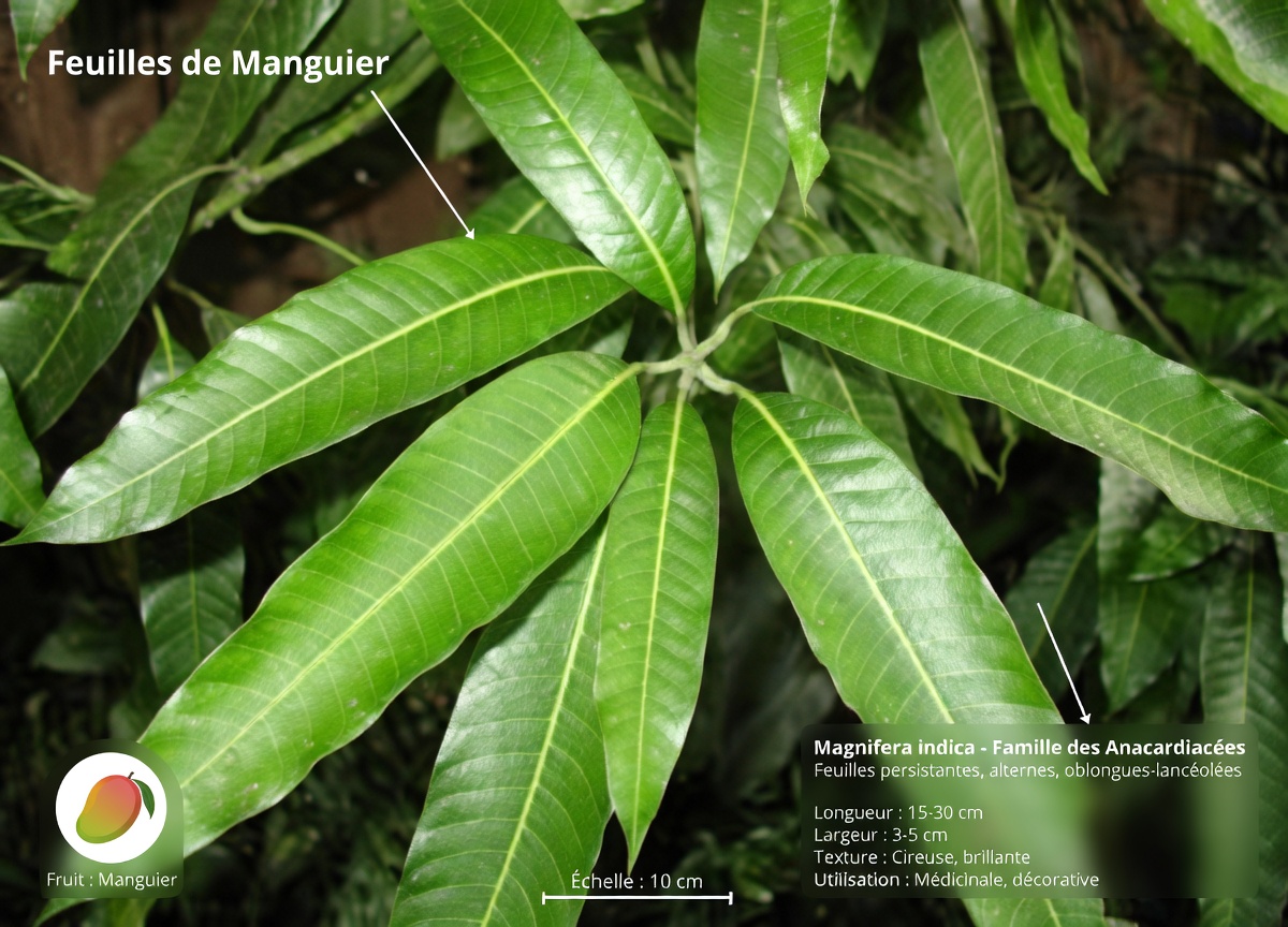 Les 4 feuilles puissantes qui peuvent aider le diabète, la prévention du cancer, le foie gras, la mauvaise circulation et l’hypertension artérielle