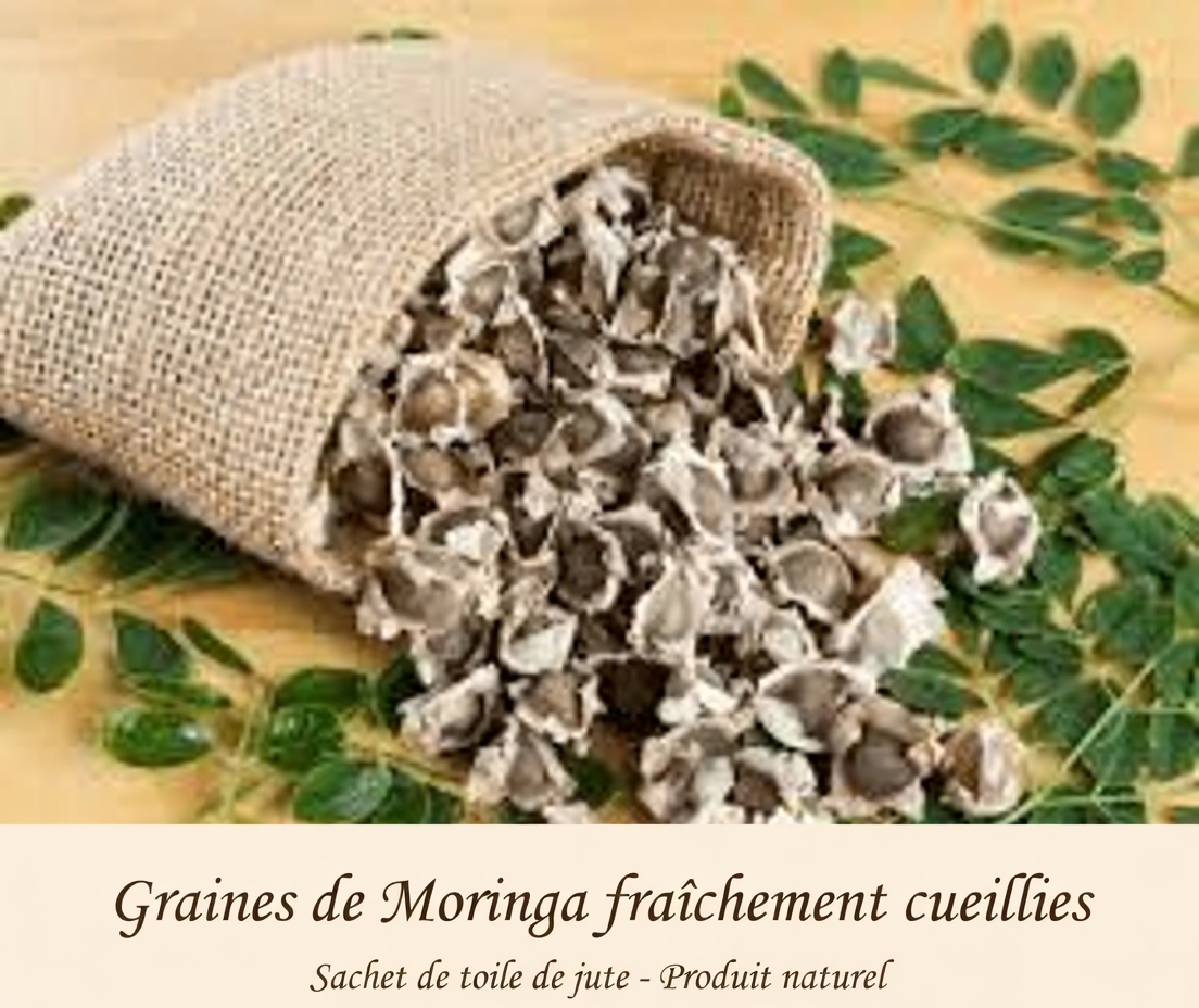 Déverrouillez le pouvoir caché des graines de moringa : 12 bienfaits qui changent la vie et que la science commence enfin à confirmer