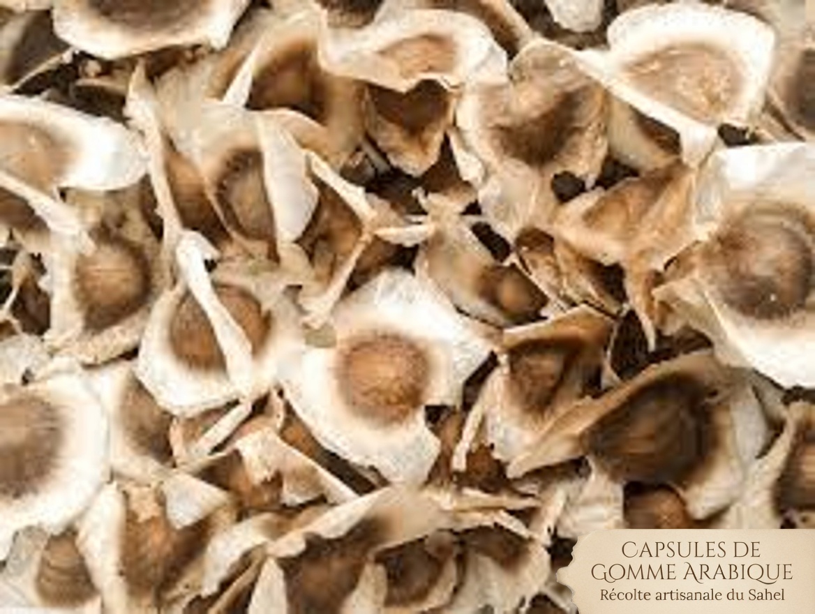 Déverrouillez le pouvoir caché des graines de moringa : 12 bienfaits qui changent la vie et que la science commence enfin à confirmer