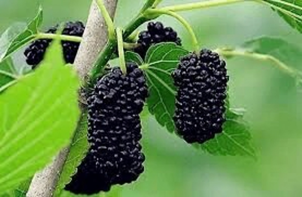 Une feuille qui combat le diabète, l’hypertension, les douleurs corporelles, le cholestérol et la mauvaise circulation — le remède naturel dont vous avez besoin !