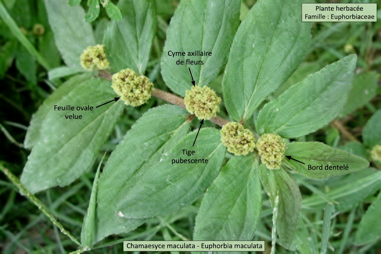 La fatigue oculaire perturbe-t-elle votre quarantaine ? Découvrez des façons sûres d’utiliser l’euphorbe hirta pour plus de confort