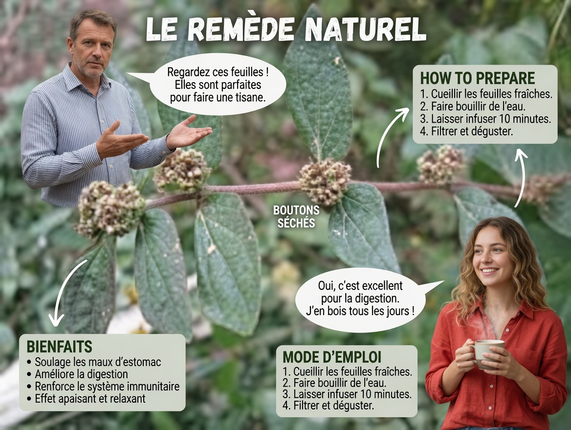 La fatigue oculaire perturbe-t-elle votre quarantaine ? Découvrez des façons sûres d’utiliser l’euphorbe hirta pour plus de confort