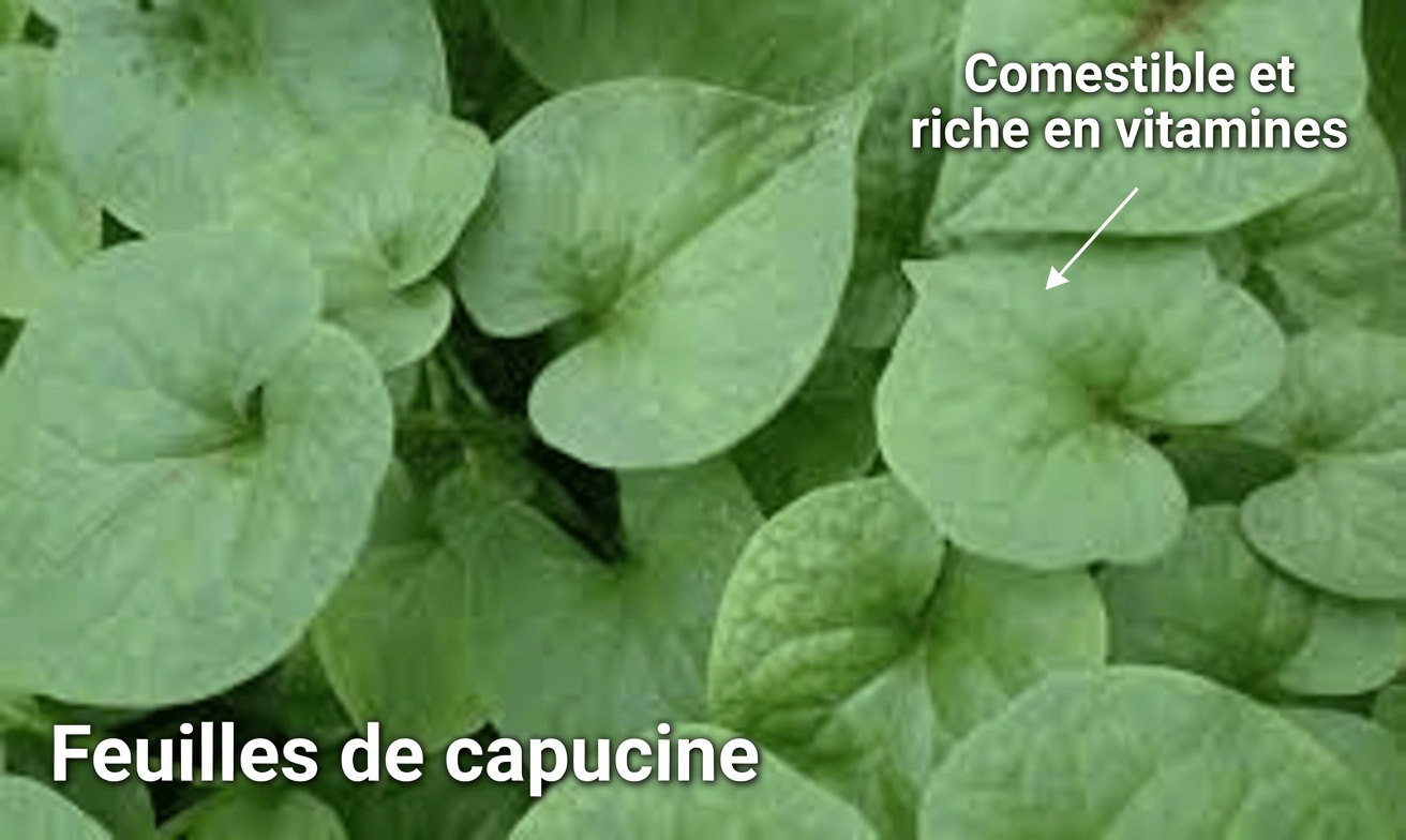 Top 5 des légumes qui pourraient naturellement aider à réduire la créatinine et à améliorer la fonction rénale (DFG)