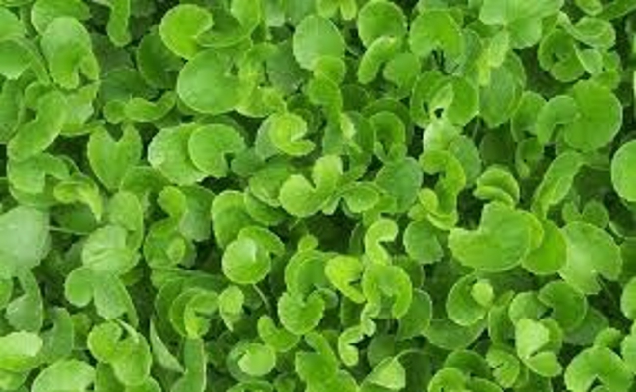 Top 5 des légumes qui pourraient naturellement aider à réduire la créatinine et à améliorer la fonction rénale (DFG)