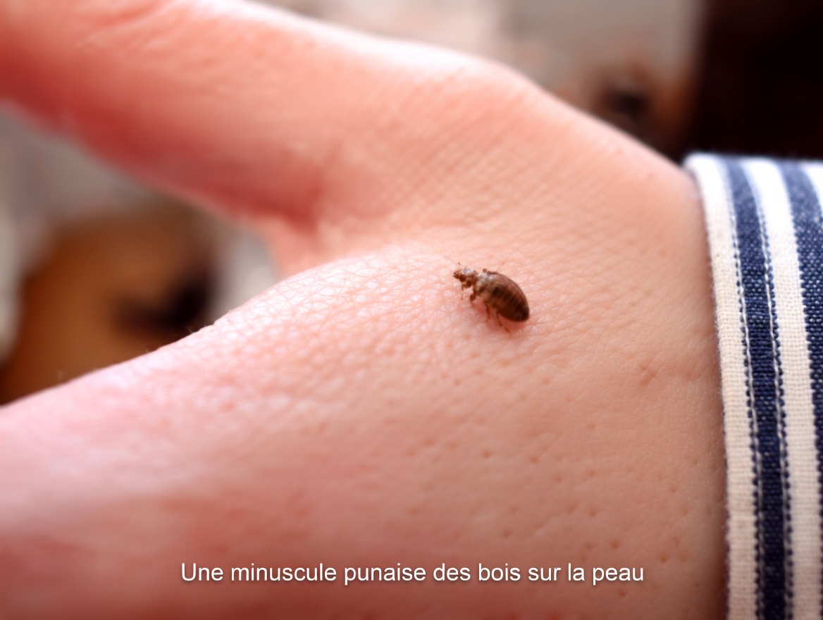 Les punaises de lit disparaîtront de votre jardin en quelques minutes en faisant ceci… Ou le feront-elles vraiment ? La vérité révélée