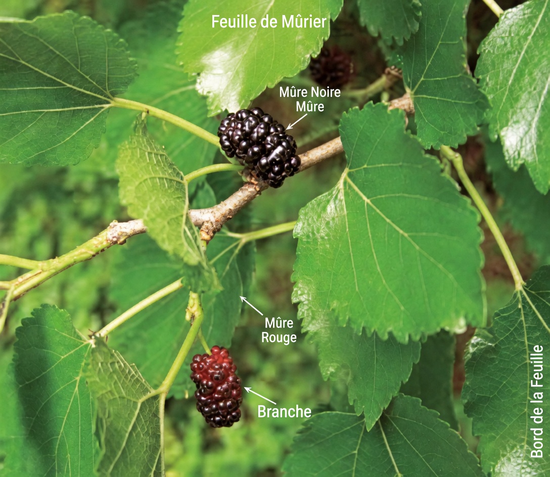 Libérez la puissance de cette feuille : une alliée naturelle contre le diabète et le mauvais cholestérol