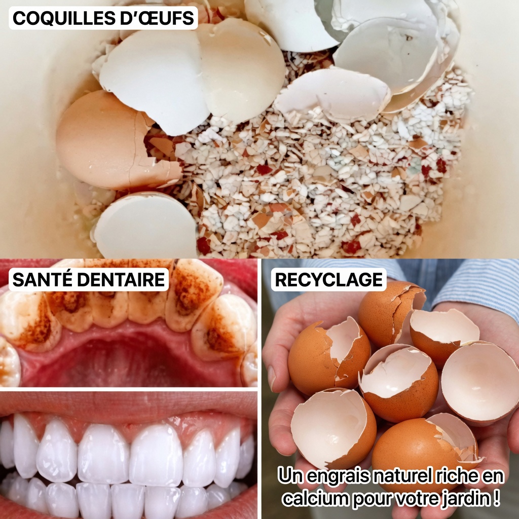 Poudre de coquille d’œuf et dentifrice : obtenez des dents sans tartre naturellement à la maison