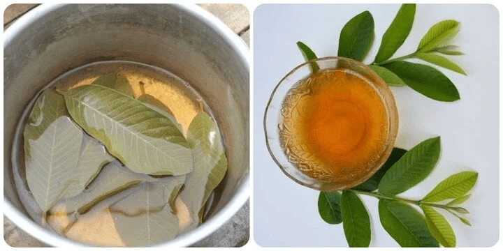 Dévoilez le secret de la nature pour votre sourire : Top 3 des remèdes à base de feuilles de goyavier pour soutenir les soins bucco-dentaires quotidiens