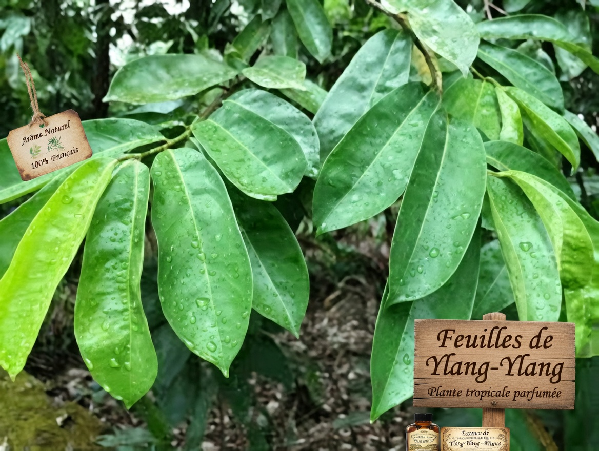 La feuille puissante dont tout le monde parle — ce que disent vraiment les recherches