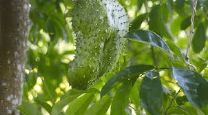 La feuille puissante dont tout le monde parle — ce que disent vraiment les recherches