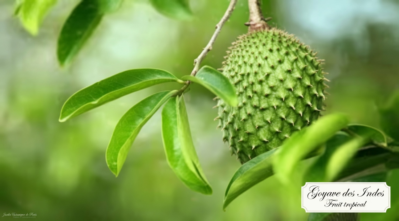 La feuille puissante dont tout le monde parle — ce que disent vraiment les recherches