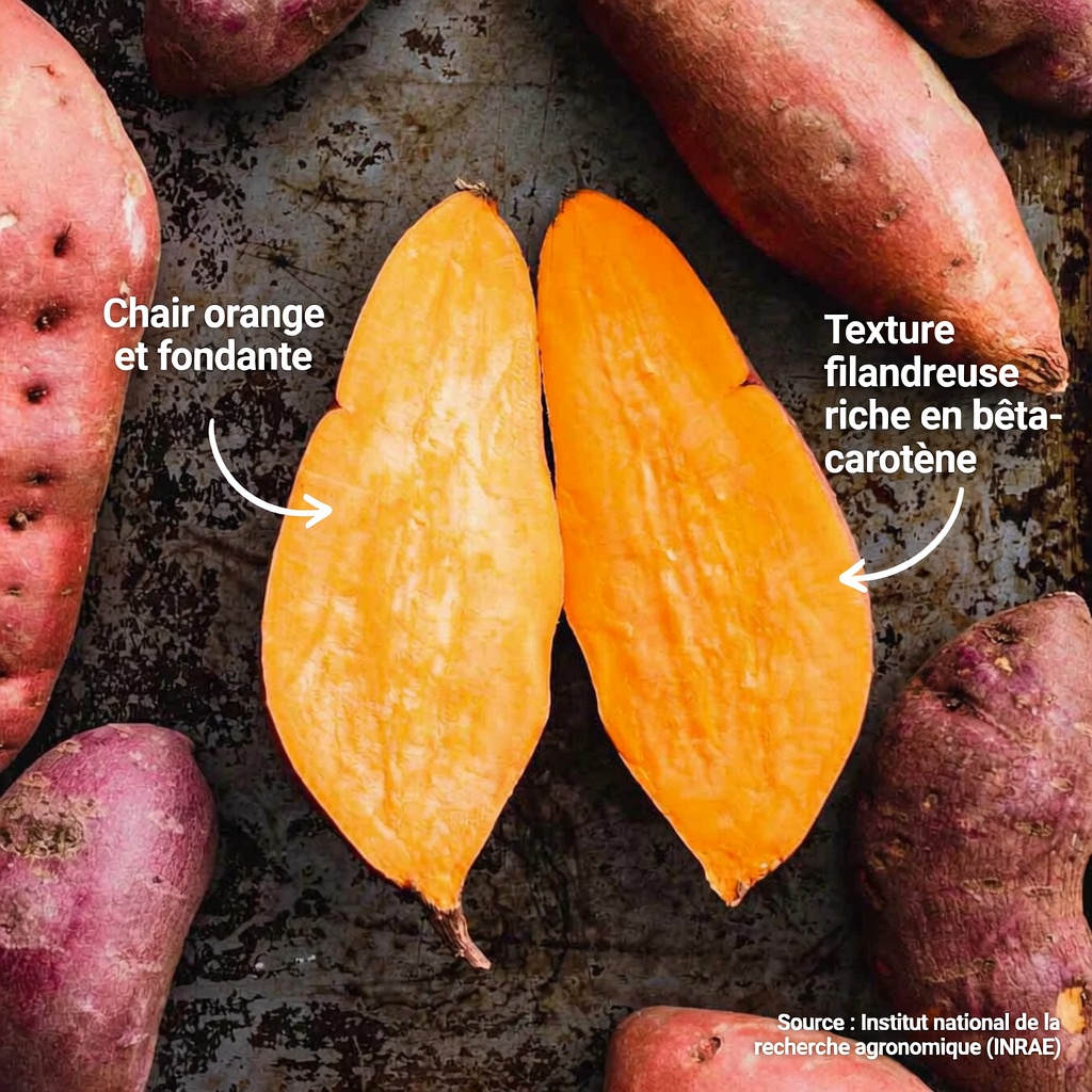 10 bienfaits pour la santé d’intégrer la patate douce à votre alimentation quotidienne