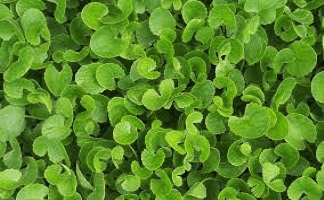 5 légumes ordinaires qui peuvent discrètement faire baisser votre créatinine et augmenter votre DFG (même si votre médecin est déjà inquiet)