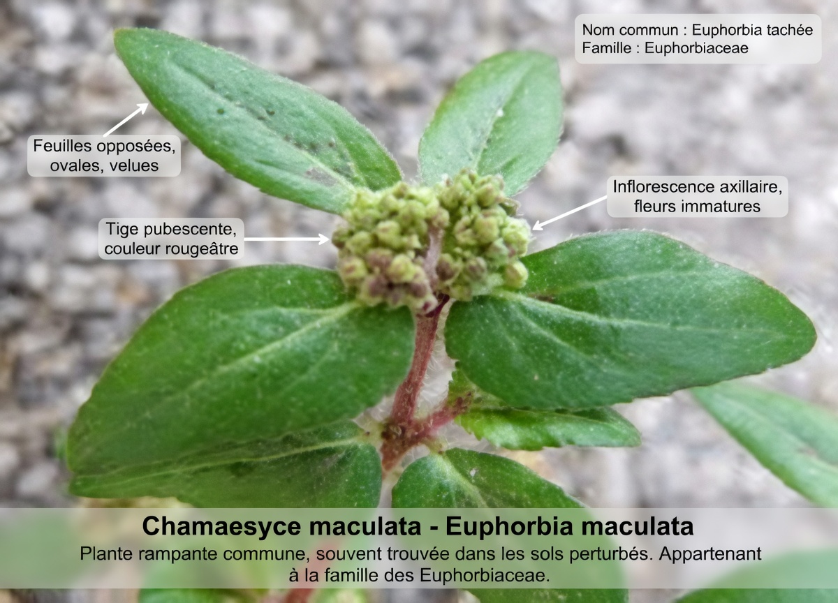 La « mauvaise herbe de jardin » utilisée par les guérisseurs traditionnels pour le confort des yeux — et la vérité sur sa sécurité que la plupart des vidéos omettent