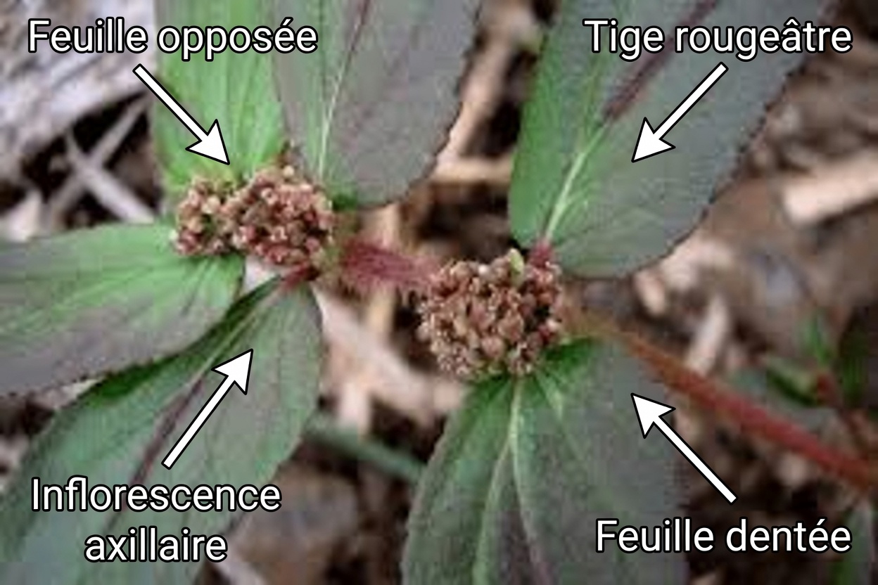 La « mauvaise herbe de jardin » utilisée par les guérisseurs traditionnels pour le confort des yeux — et la vérité sur sa sécurité que la plupart des vidéos omettent