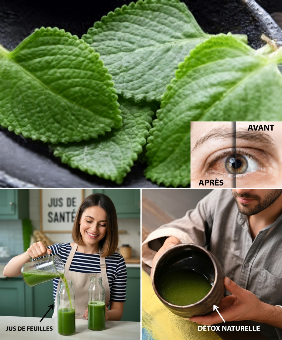 L’origan pour les yeux : cette herbe du quotidien peut‑elle soutenir votre vision après 40 ans ?