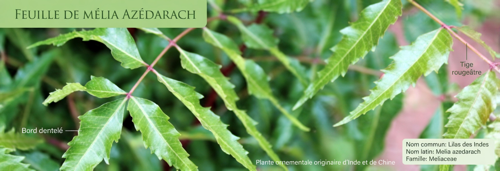 Mangez une feuille de neem chaque matin pendant 30 jours – voici ce que la science dit qui pourrait arriver à votre corps après 45 ans