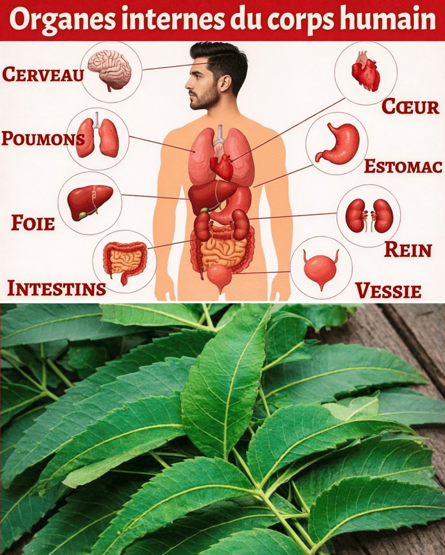 Mangez une feuille de neem chaque matin pendant 30 jours – voici ce que la science dit qui pourrait arriver à votre corps après 45 ans