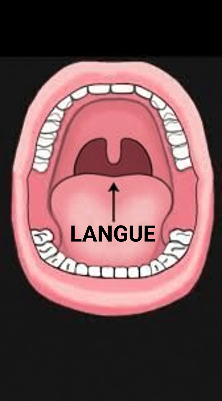 La réinitialisation de la langue en 10 secondes au Japon après 60 ans : une habitude discrète que votre système nerveux pourrait adorer