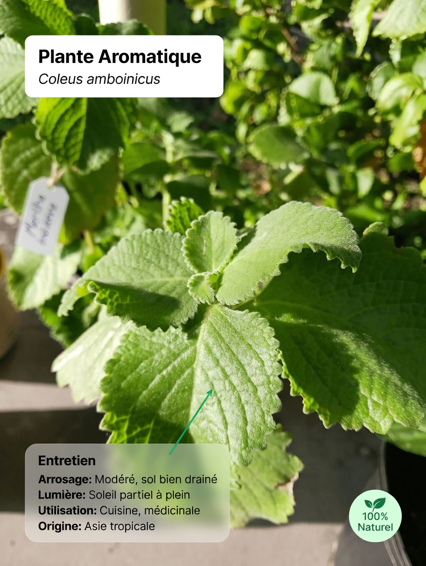 La vision floue s’installe ? Cette tendance de boisson aux feuilles d’origan pourrait vous surprendre